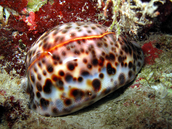 %_tempFileName1191_leopardenschnecke%