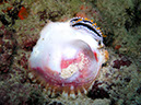 %_tempFileName0803_schnecke%