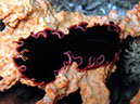 %_tempFileName1004_glorious%20flatworm%