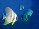 %_tempFileName1010_fische%